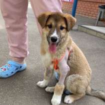 Ласковый щеночек Тоша ищет дом, в Санкт-Петербурге