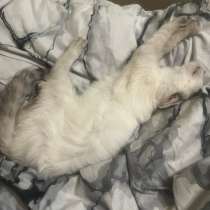 Отдам кота!, в Уссурийске