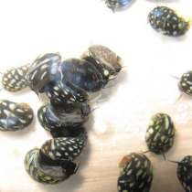 Улитка Теодоксус флувиатилис Theodoxus fluviatilis, в Москве