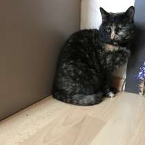 Кошечка Кыся, в Краснодаре