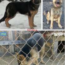 Щенки немецкой овчарки от Кая с Гердой, в Улан-Удэ