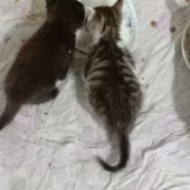 Отдам котят мальчиков, в г.Талдыкорган