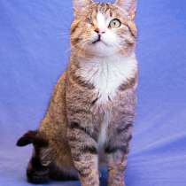 Ласковый, добрый котик Буч в добрые руки, в Москве