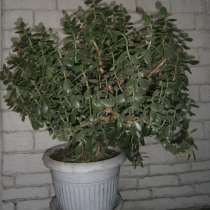 Живое дерево, в Киселевске