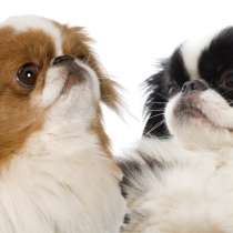 ПРОДАМ щенков Пекинеса, в Симферополе