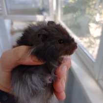 Сирийские хомячки, в Феодосии