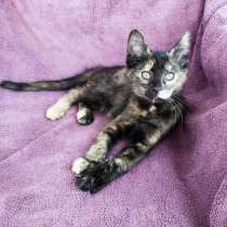 Котёнок, милая звездочка с красивым окрасом, в Санкт-Петербурге