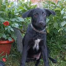 Очень красивый и добрый щенок, в Санкт-Петербурге