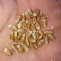 Зерно фуражное, в г.Украинка