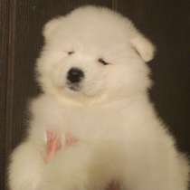 Самоедочка, в Краснодаре