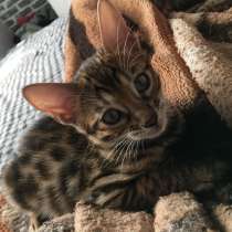 Бенгальские котята, в г.Брест