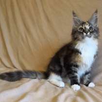 Девочка Мейн Кун, в г.Дубай