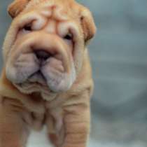 Shar Pei valp, в г.Николаев