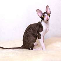 Котята Корниш-Рекс от 4 месяцев, в Санкт-Петербурге