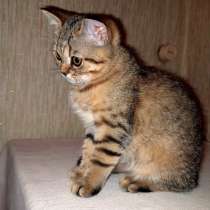 Породистые котята, в Орле