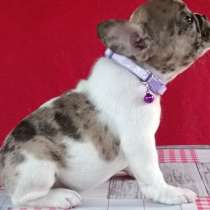 Французский бульдог. Мини. Merle, в г.Мариенберг