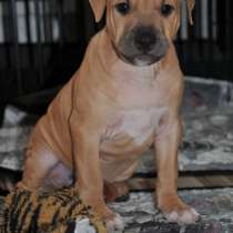 Щенки питбультерьера, в Москве