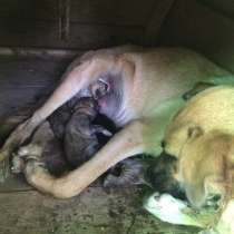 Сегодня на свет появились! 6 щенят хотят найти свой дом, в Кинели