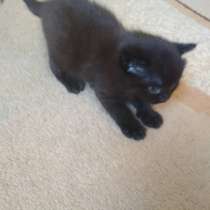 Отдам котёнка в хорошие руки, в г.Барановичи