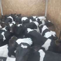 Телята бычки, в Борисоглебске