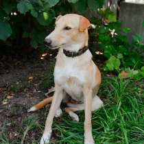 Асти, в г.Амстердам