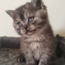 Шотландские котята, в г.Ришон-ле-Цион