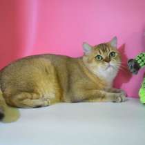 Британский золотой котик, в Новосибирске