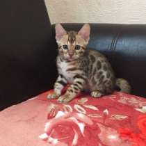 Будущий чемпион, шикарные крови, в Калининграде