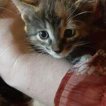 Котята полутора месяцев в хорошие руки, в Москве