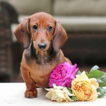 Миниатюрная такса Грей, в Москве