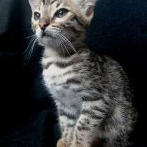 Bengal kitten f2 from Asian leopard cat, в г.Пекин