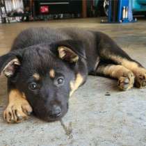 German shepherd puppies, в г.Delta