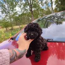 Щенок Той-Пуделя Кайа, в г.Курессааре