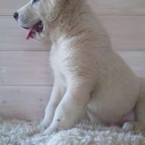 Продам щенков Алабая (Среднеазиатской овчарки), в Москве