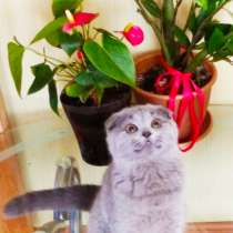 Шотландский Scottish fold, в г.Кишинёв