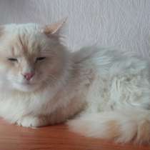 Кот, в г.Минск