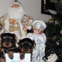 Два чудесных щенка йорка, в Краснодаре