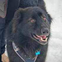 Черныш ищет дом, в Москве