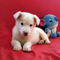 Неописуемой красоты белый щенок, в Санкт-Петербурге