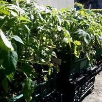Рассада помидор. перец. огурец и др, в г.Луганск