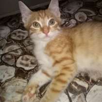 Очаровательный рыжик, в Москве