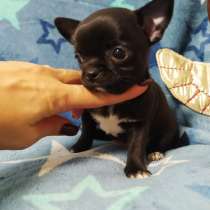 Щенки, в г.Гомель