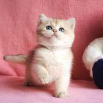 Золотой мальчик британской шиншиллы, в г.Ле-Ман