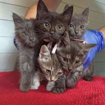 Очаровательные домашние котята, мальчики и девочки в дар, в Москве