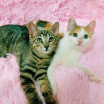 Две сестренки, бравая и нежная девченки, в Санкт-Петербурге