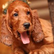 Щенки Ирландского сеттера, в г.Белосток