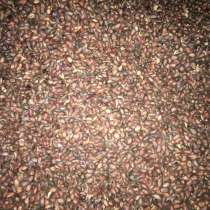 Продам кедровый орех 100 тон по ц 180 р кг, в Москве