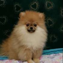 Померанский шпиц. Мини, в г.Стендаль