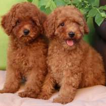 Пудель, в г.Анталия