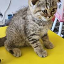 Шотландские котята, в г.Бат-Ям